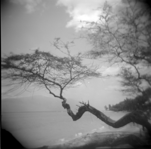 Small photo of Tree At Kihei Beach