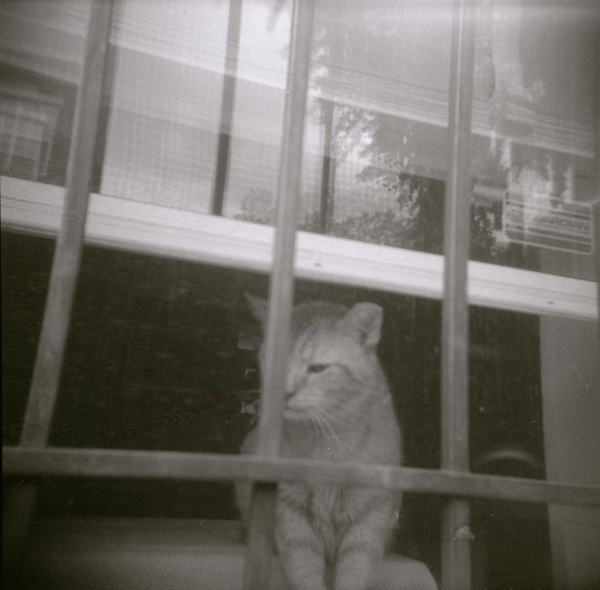 Photo of Charlie in the Window