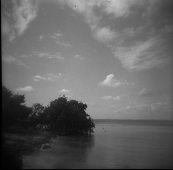 Small photo of Mangrove at the beach