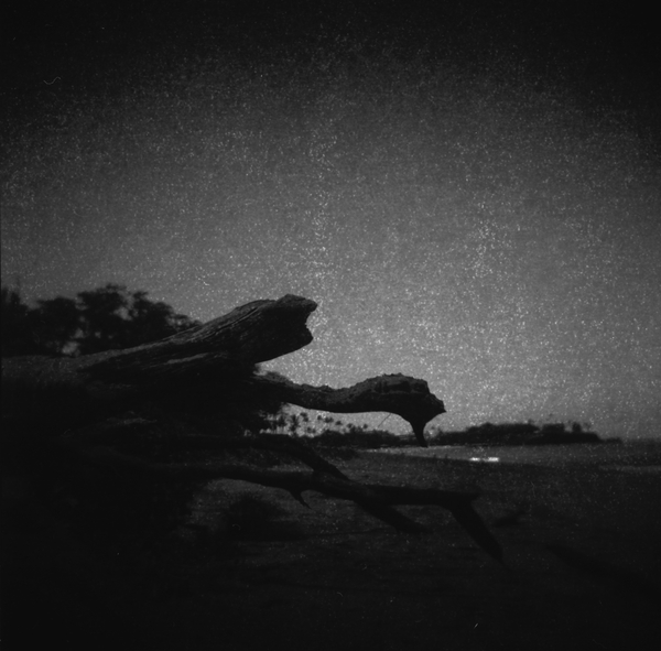 Photo of Dead wood on Kahekili